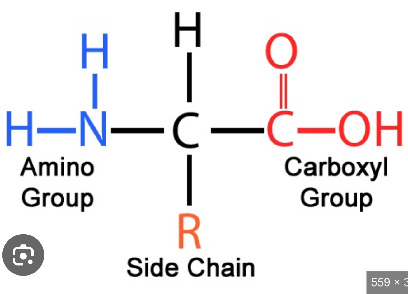 <ul><li><p>amino group</p></li><li><p>Carboxyl group</p></li><li><p>Hydrogen</p></li><li><p>R group</p></li><li><p>Central carbon</p></li></ul><p></p>