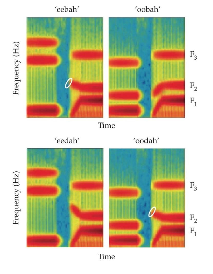 <p><u>Speech Perception: Coarticulation &amp; Contrast Enhancement</u></p><p class="p2">Speech is fast (?-? sounds/sec), creating __ in articulation and acoustics.</p><p class="p3">__ helps distinguish successive sounds by emphasizing ?, especially in ?.</p><p class="p2">• Auditory system amplifies __ (e.g., “eebah” vs. “oodah”).</p><p class="p2">• Supports accurate __–even when formants overlap across phonemes.</p>