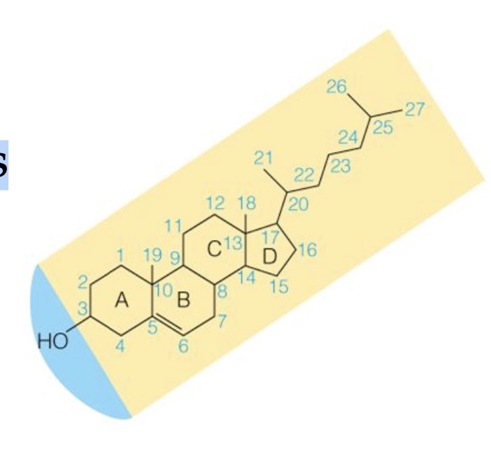 <p><span>The biosynthetic precursor of steroids is cholesterol, which consists of 4 rings structure (three 6-Carbon rings, A,B,&amp;C, and a single 5-carbon ring, D).</span></p><ul><li><p>Very hydrophobic, with just one small polar group (OH at C3)</p></li><li><p>Very bulky and rigid because its 4 rings</p></li><li><p>Precursor for synthesis of hormones and component of cell membrane in animals</p></li></ul><p></p>
