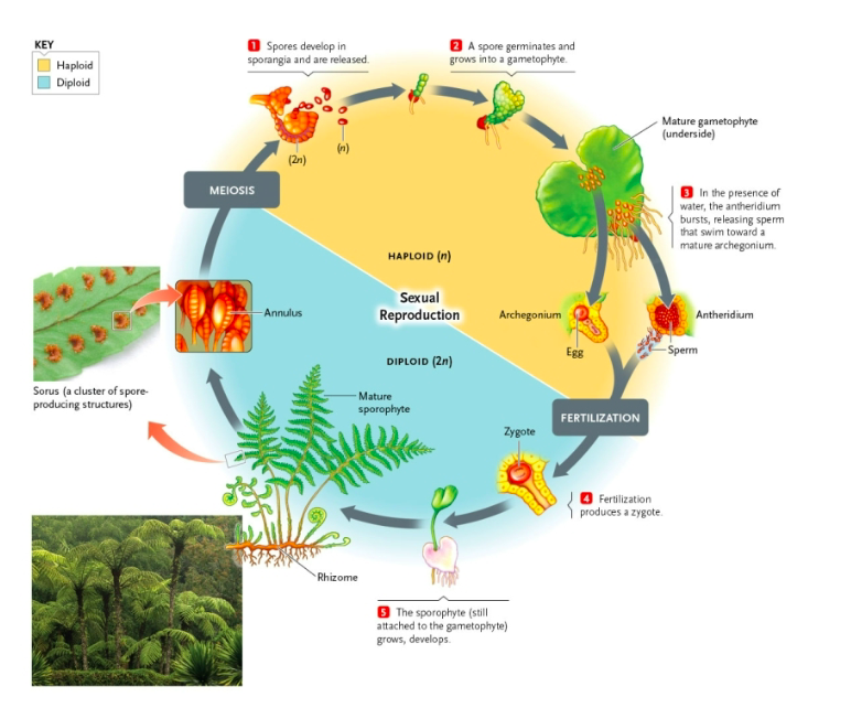 <p>Archaeplastida: Viridiplantae: Plantae<strong>: </strong>Tracheophyta<strong>: Monilophyta (2.2:ferns: full life cycle)</strong></p>