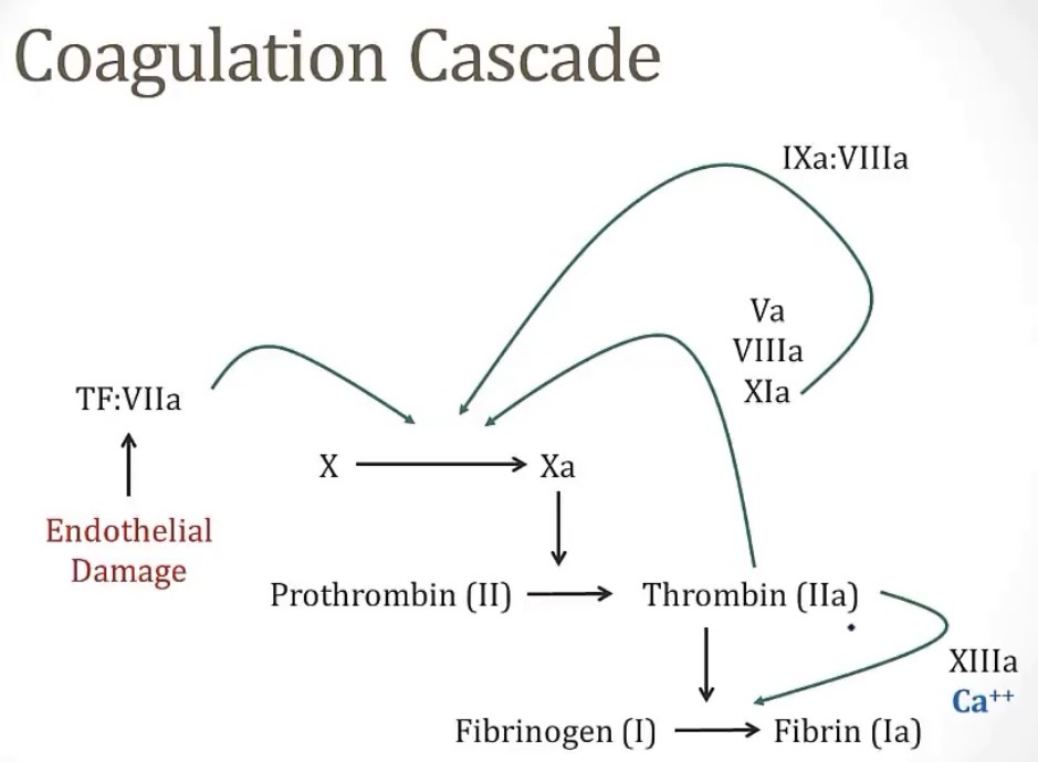 <p>-crosslinking fibrin; stabilize the fibrin plug</p><p>-calcium</p><p>-thrombin</p>