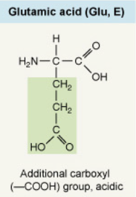 <p>Additional carboxyl (–COOH) group, acidic</p>