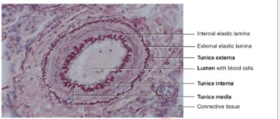 <p>What are the three layers of blood vessels</p>