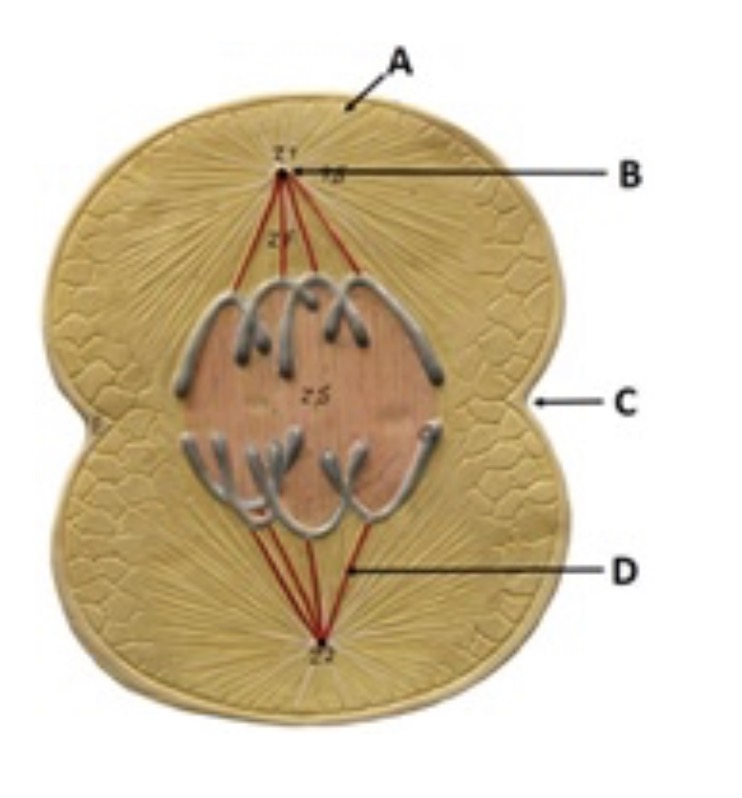 <p><span>What stage of mitosis does the model represent?</span></p>