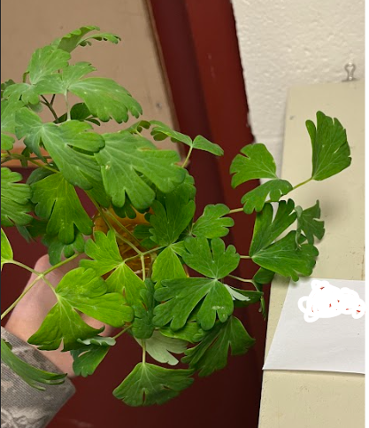 <ul><li><p>one leaf that is deeply divided/lobed</p><ul><li><p>similar to a clover</p></li></ul></li><li><p>interesting flower</p><ul><li><p>has a spike on the back, works as a nectarine guide</p></li></ul></li></ul><p></p>