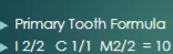 <p>maxillary/mandibular</p><p>total of 10 teeth</p>