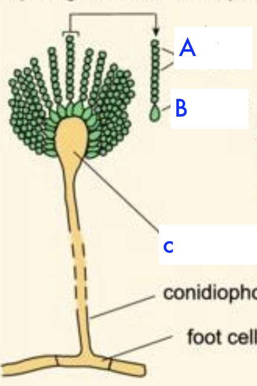 <p>Sporing heads of Aspergillus</p>