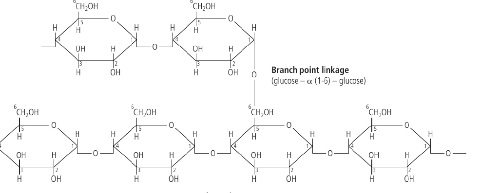 <p>Not only does it have 1 - 4 glycosidic bonds but also has some 1 - 6 glycosidic bonds, making this molecule branched.</p>