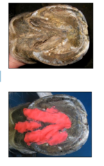<p>Clean all dirt and debris from central/lateral sulci of frog </p><p>Clean off hoof wall</p><p>Trim small amount of hoof as needed </p><p>Remove shoes</p><p>Pack sulci with material to eliminate gas shadows</p><p>Solar surface elevated onto a block</p>