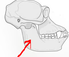 <p><span>The lower jaw; for the attachment of jaw muscles.</span></p>