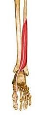 <p>posterior, "Tom", adjacent to medial malleolus</p>