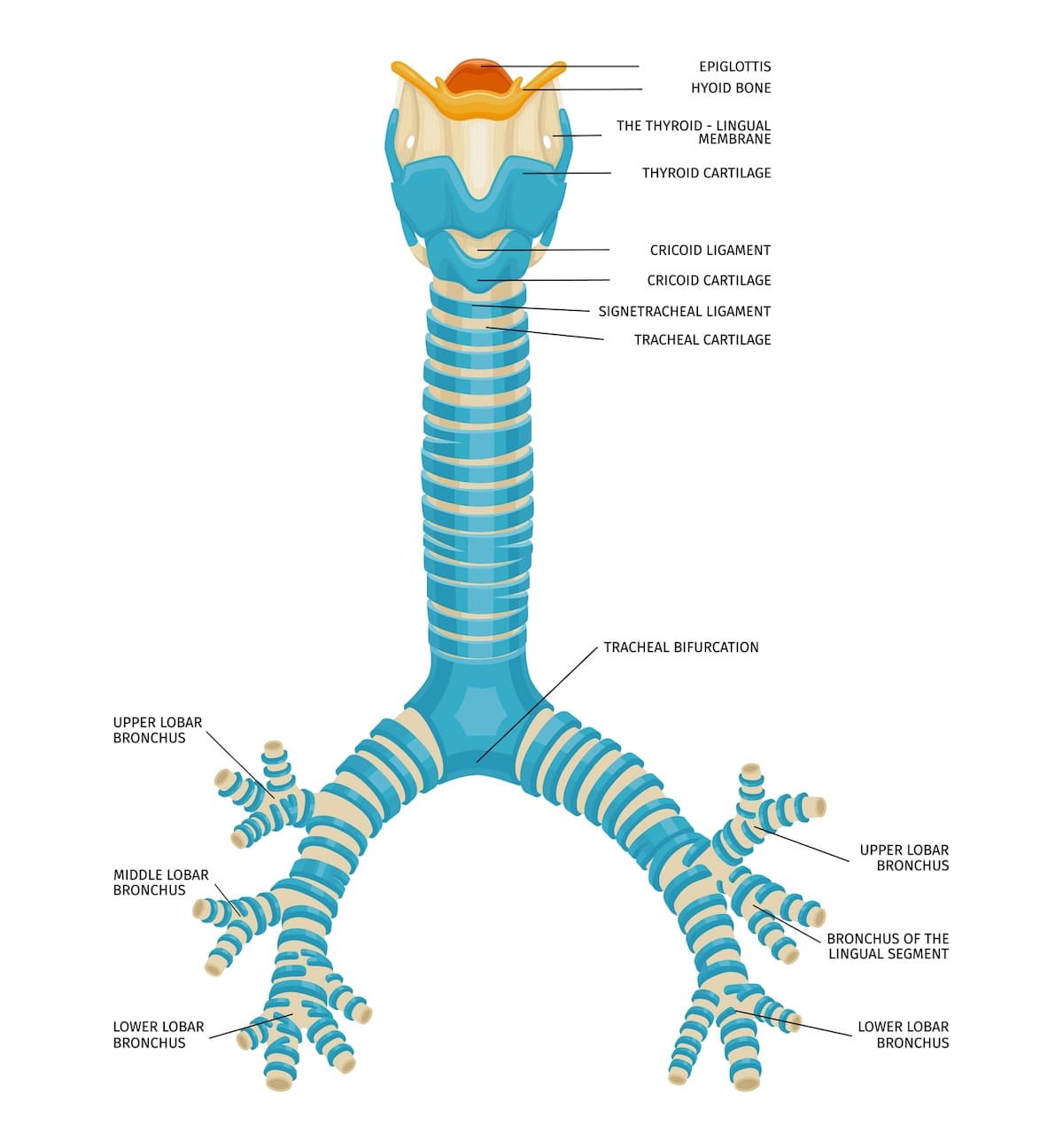 <p>“c” shaped hyaline cartilage rings</p><p>posterior wall is not rigid, but muscular</p><p>tissue- pseudo stratified ciliated columnar</p><p>mucus producing goblet cells</p>