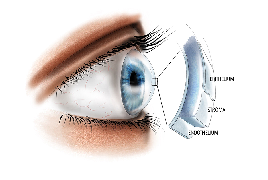 <ul><li><p><span>transparent&nbsp;dome&nbsp;layer of&nbsp;the&nbsp;eye&nbsp;that&nbsp;covers&nbsp;the&nbsp;iris and pupil</span></p></li></ul><p></p>