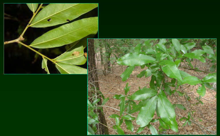<p>•</p><p>Dry upland soils, sand hills</p><p>•</p><p>Key Characters:</p><p>•</p><p>Evergreen</p><p>•</p><p>Glabrous leaf undersides</p>