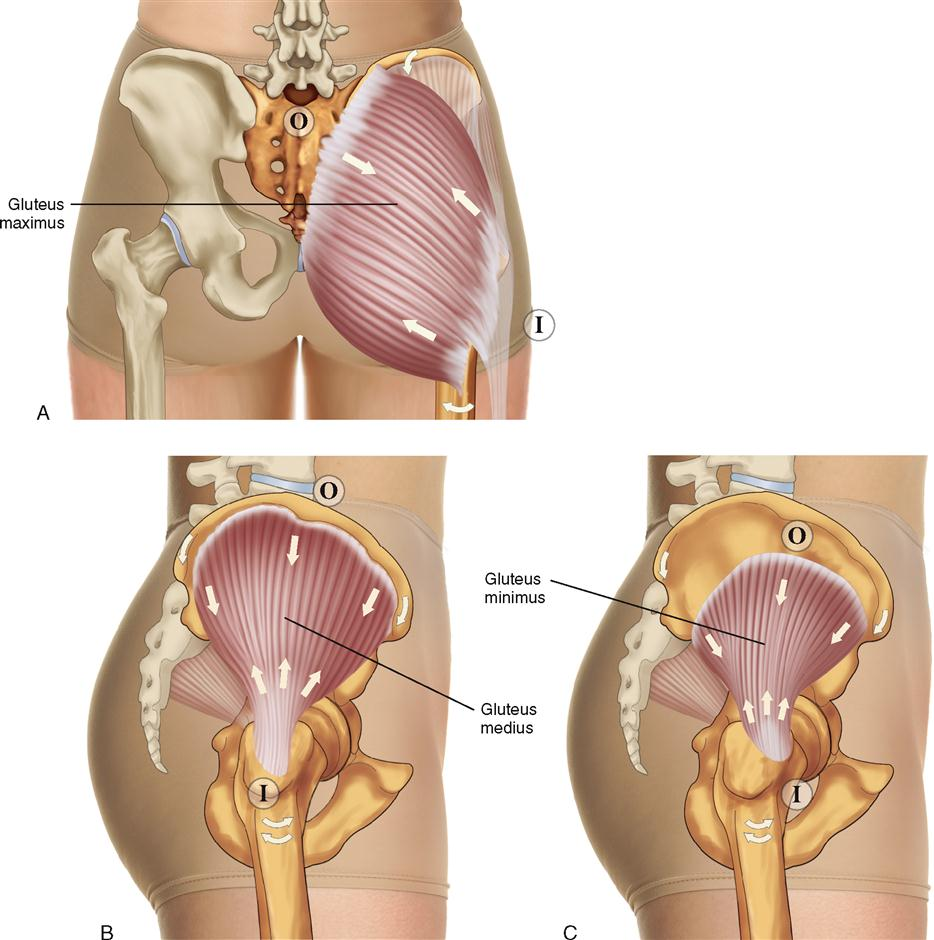 <p>gluteus medius</p>