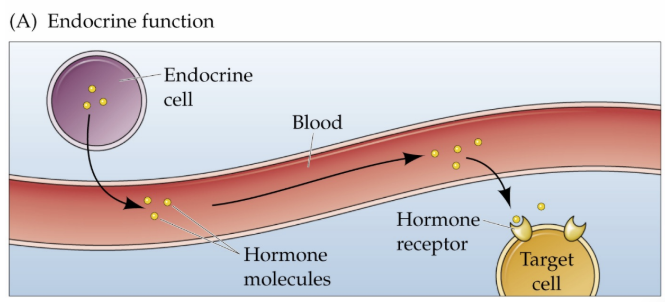 <p>a hormone released into the bloodstream to act on target issues</p>
