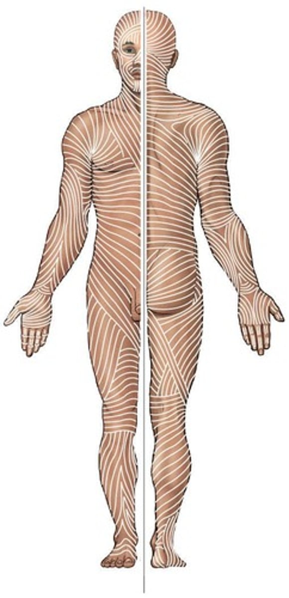 <p>Lines of collagen within the skin across the body. Incisions made across these lines are more likely to gape and increase healing time while those made parallell have better outcomes.</p>