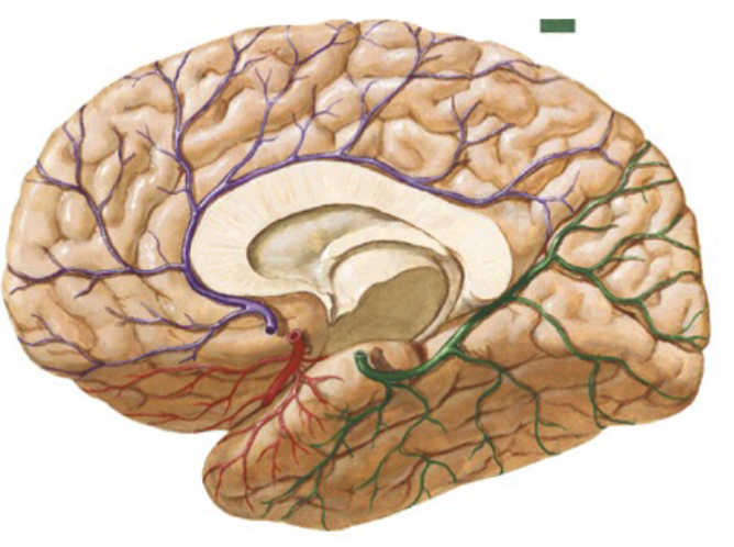 <p>What does the red region represent</p>