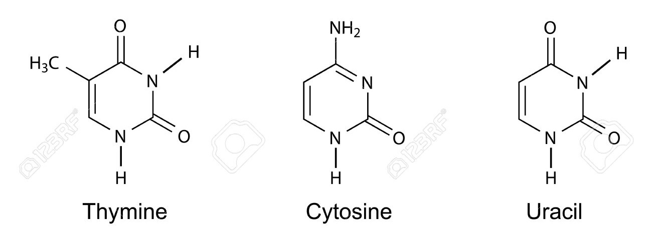 <ul><li><p>6 atomes</p></li><li><p>1 cycle</p></li><li><p>concerne les bases <strong>C</strong>, <strong>U</strong>, et <strong>T</strong> (<mark data-color="blue" style="background-color: blue; color: inherit;">PYCUT</mark>)</p></li></ul><p></p>