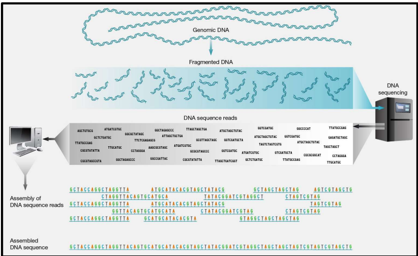 <ul><li><p>Can be used to look at entire genome or individual/ multiple genes</p></li><li><p>faster</p></li><li><p>cheaper</p></li><li><p>can reveal low frequency DNA variants (mutations in some of the cells but not all of them)</p></li></ul><p></p><p>Steps:</p><p>Extract genomic DNA → fragment DNA → create many copies of fragmented DNA containing fluorescent nucleotides that can be “read” by sequencing machine → Alignment of sequence reads to create a complete genome sequence</p><ul><li><p>There are more steps, check W1 lecture 2 last video</p></li></ul><p></p>