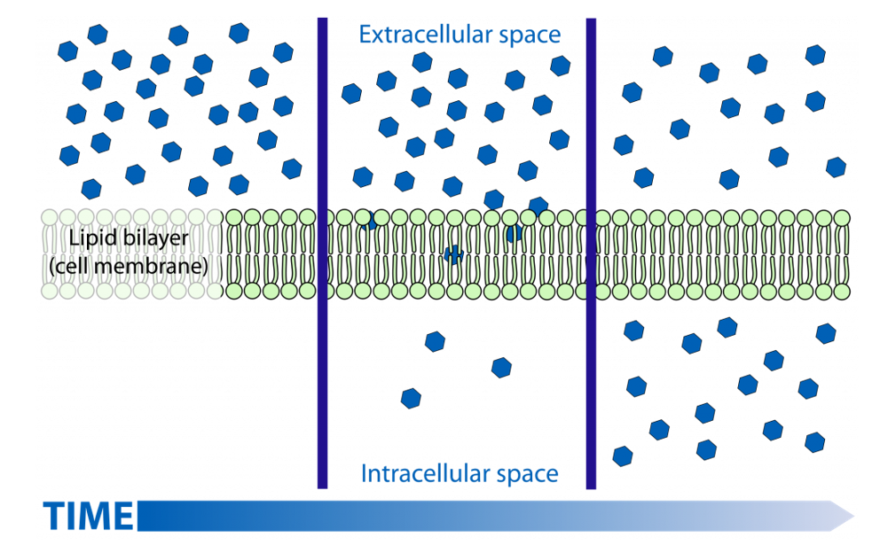 <p>Net movement of molecules from an area of higher concentration to an area of lower concentration until equilibrium is reached (does not require ATP)</p>