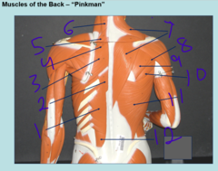 <p>muscles of the back - #6</p>