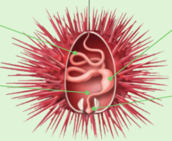 <p>Quin animal és? I digues els òrgans i processos digestius d’ell.</p>
