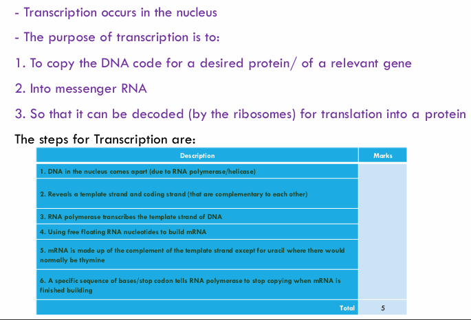 <p>First, DNA in the nucleus comes apart due to RNA polymerase/helicase. </p><p>Second, RNA polymerase then unzips the DNA and transcribes (copies) the bases on one strand of the DNA to make a complementary molecule of mRNA</p>