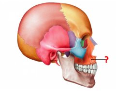 <p>Identify this bone.</p>