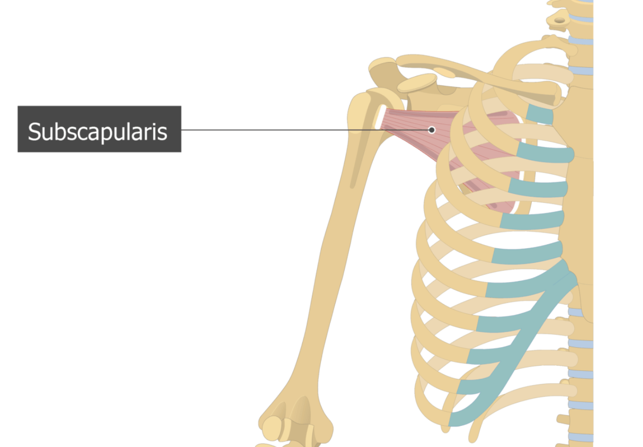 <p>Subscapularis</p>