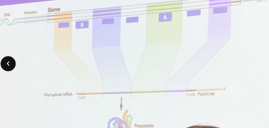 <p>In the figure below A and B represent what parts of a gene?</p>