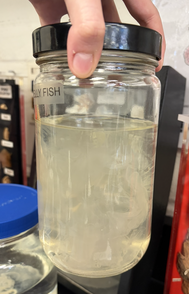 <p>Is this a medusa or polyp?</p>
