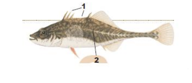 <p>1) four dorsal spines of various lengths, wide gap before last spine</p><p>2) no boney plates on side</p>