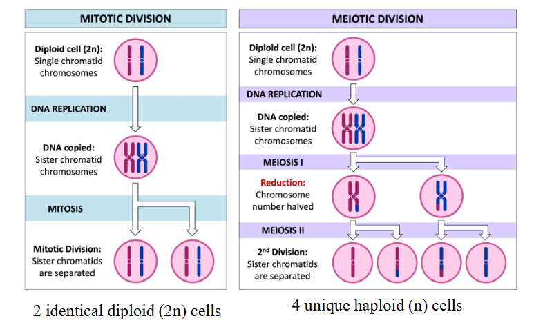<p>mitotic- two—> two per</p><p>meiotic two—> one per</p>