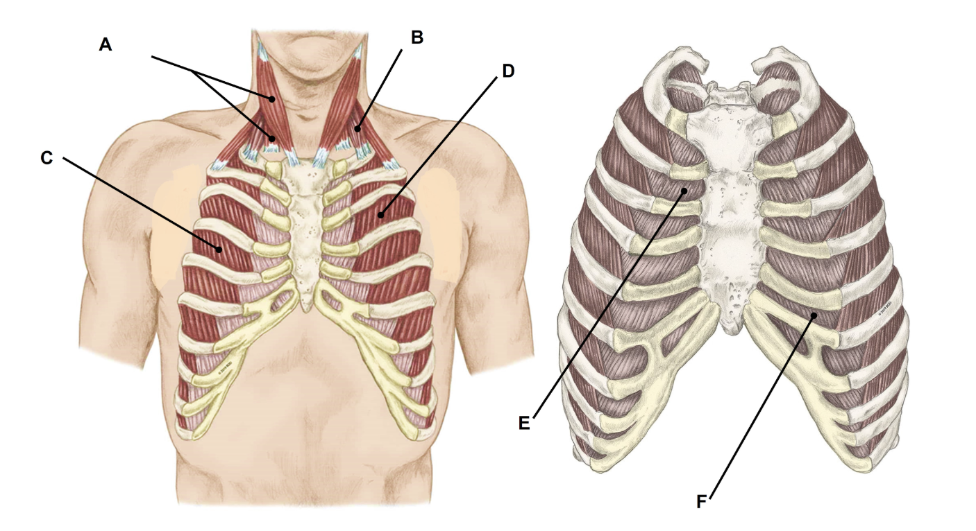 <p><span>Match the appropriate term with the landmark or structure (A-F) identified in the picture below. Answers are used once and there are incorrect choices. NO partial credit.</span></p>