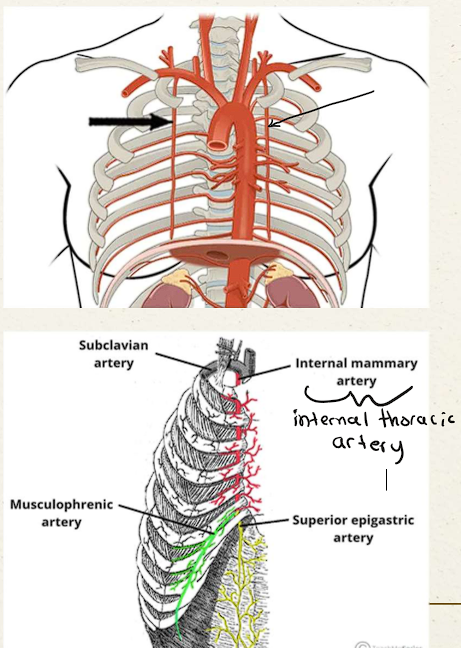 <ul><li><p>Branch off subclavian artery</p></li><li><p>Vertically, bilaterally, lateral to sternum along internal surface of rib cage</p></li><li><p>Branches to: <span style="color: red;">Anterior intercostals, musculophrenic arteries, superior epigastric artery</span></p></li></ul><p></p>