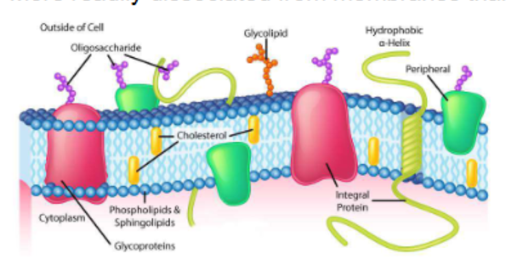 <p>also called trans-membrane proteins, contain hydrophobic regions embedded in the hydrophobic lipid bilayer</p><p>penetrate or span the bilayer</p><p>mediate movement of ions and polar molecules across membrane</p><p>can generate proton gradients for ATP production</p>