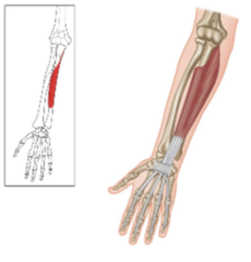<p>What is the nerve for the lateral part of the flexor digitorum profundus?</p>
