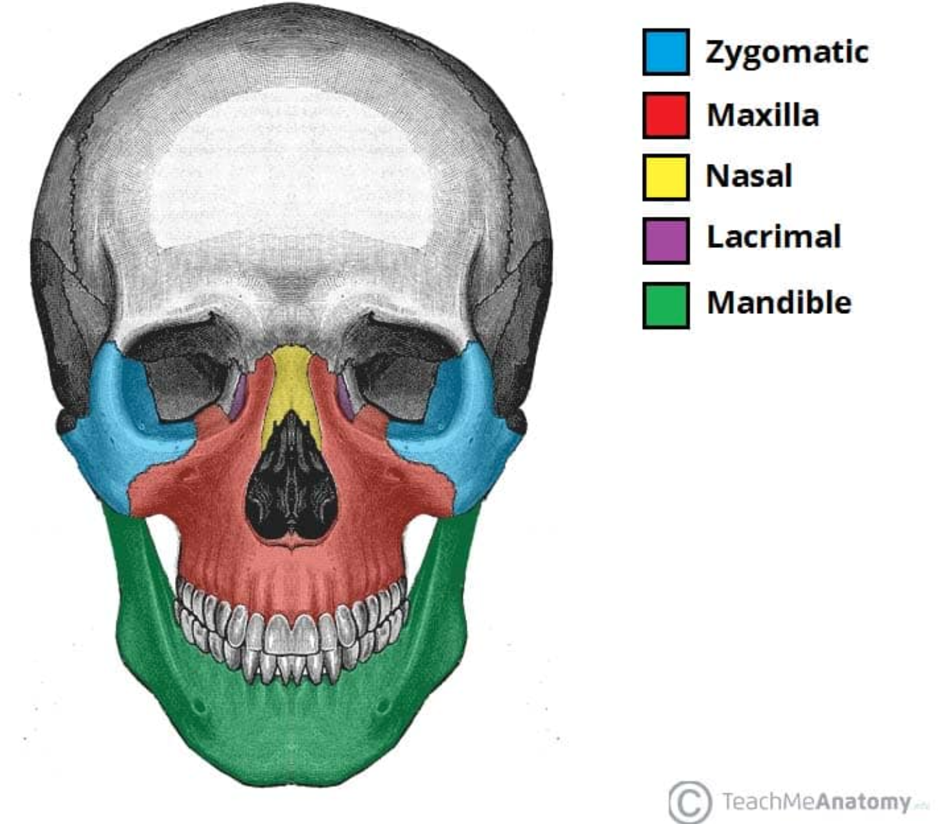 <ul><li><p>Zygomatic (2) </p></li><li><p>Lacrimal (2) </p></li><li><p>Nasal (2)</p></li><li><p>Inferior Nasal Conchae (2)</p></li><li><p>Palatine (2)</p></li><li><p>Maxilla (2)</p></li><li><p>Vomer</p></li><li><p>Mandible (Jaw)</p></li></ul><p></p>