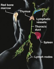 <p>composed of red bone marrow, nodes, spleen, vessles and thoracic duct, which disposes debris in the lymphatic stream.</p>