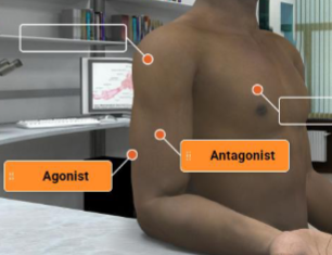 <p>agonist is triceps brachii</p><p>antagonist is brachialis</p>