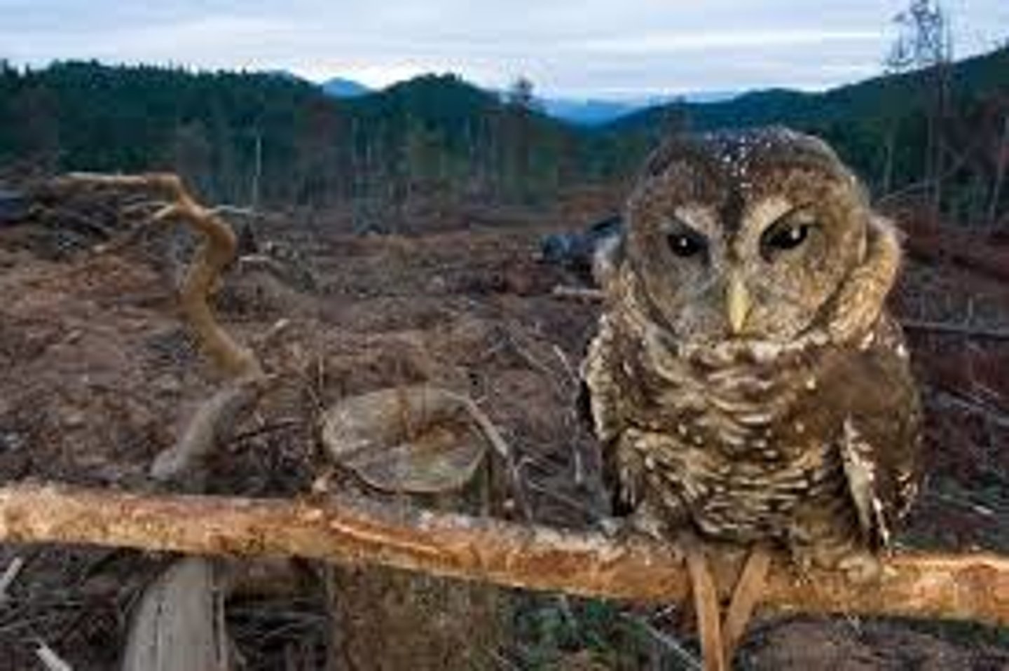 <p>destruction of habitats</p>