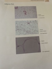<p>under the skin (subcutaneous) and around internal organs (visceral), energy storage and protection, connective tissue</p>