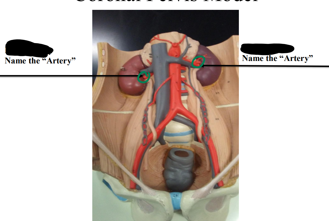 <p>Name the artery </p>