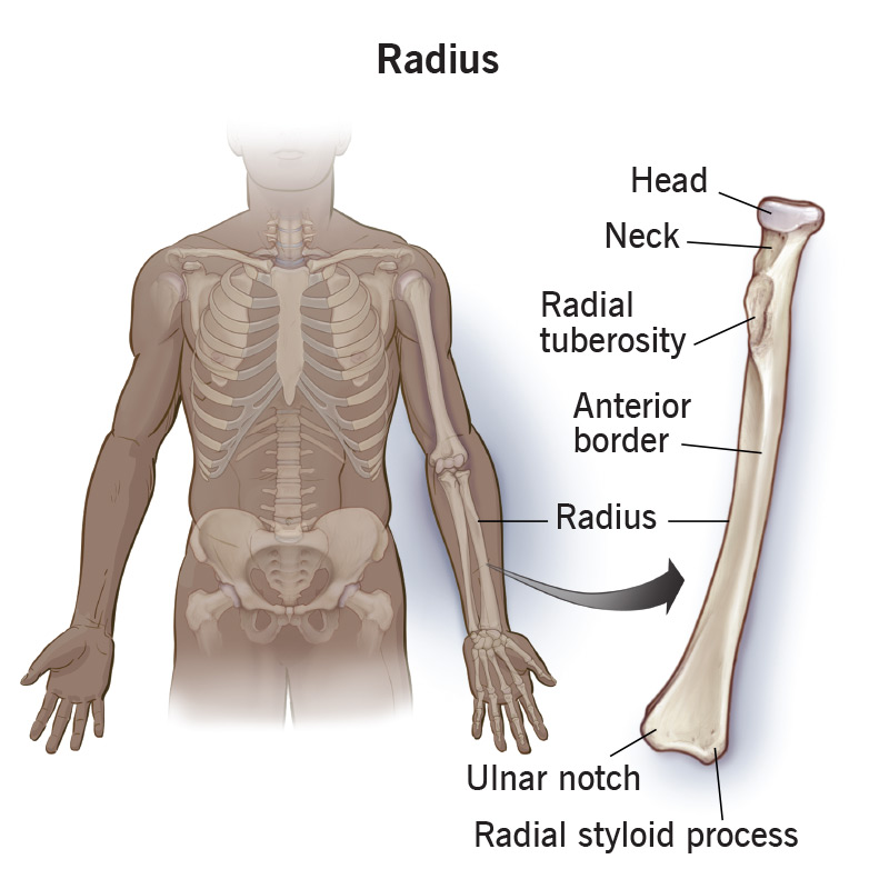<p><strong>Radial</strong> means along the side of the radius or the radial bone.</p><p>Radius is a long bone which is situated in the lateral half of the forearm, when the upper limb has been positioned in its normal anatomical orientation (i.e. the elbow extended, forearm supinated and palm facing forwards).</p>