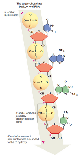 <p>-the sequence of nucleotides found in an RNA or DNA strand are always written in the 5′ -> 3′ direction.</p><p>-one end always has a free phosphate (5') and the other always has a free hydroxyl group. (3')</p><p>5’ outside ring, 3’ inside ring</p>