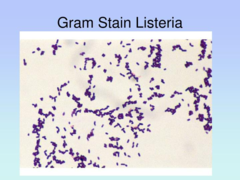 <p>Listeria Monocytogenes</p>