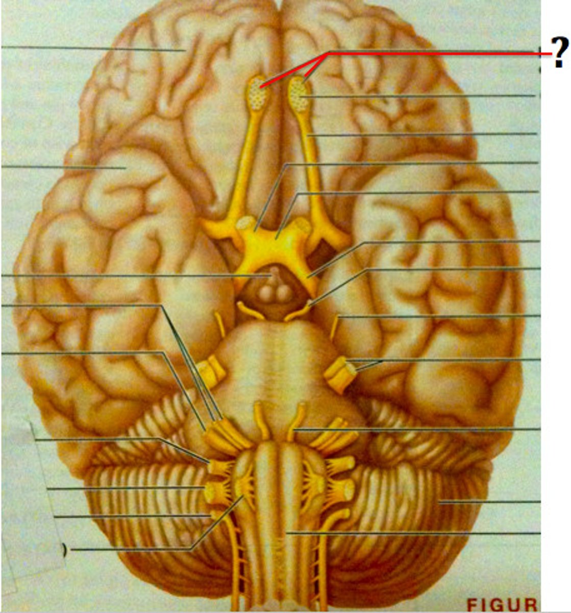 <p>Function: Sensory-Sense of smell</p><p>Exit: Cribriform plate of the ethmoid bone</p>