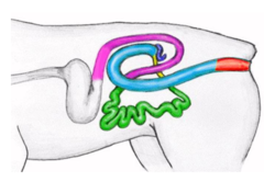 <p>1. cecum</p><p>2. colon</p><p>3. rectum and anal canal</p>