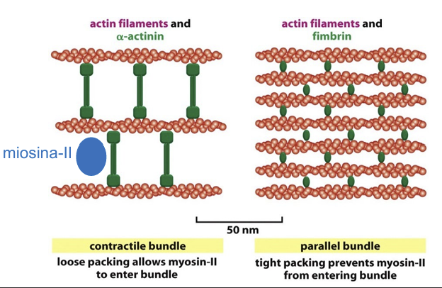 <ul><li><p><span>Los dímeros de </span><span style="line-height: 1.15;"><strong>ɑ</strong></span><span><strong>-actinina</strong> son más largos, dejando una separación amplia entre filamentos de actina que <strong>permite que entre e interaccione la miosina-II</strong>, posibilitando la contracción del haz</span></p></li><li><p><span>La <strong>fimbrina</strong> es monomérica, corta y compacta; genera un empaquetamiento apretado (<em>tight packing</em>) donde <strong>no cabe la miosina</strong>, impidiendo cualquier actividad contráctil</span></p></li></ul><p></p>